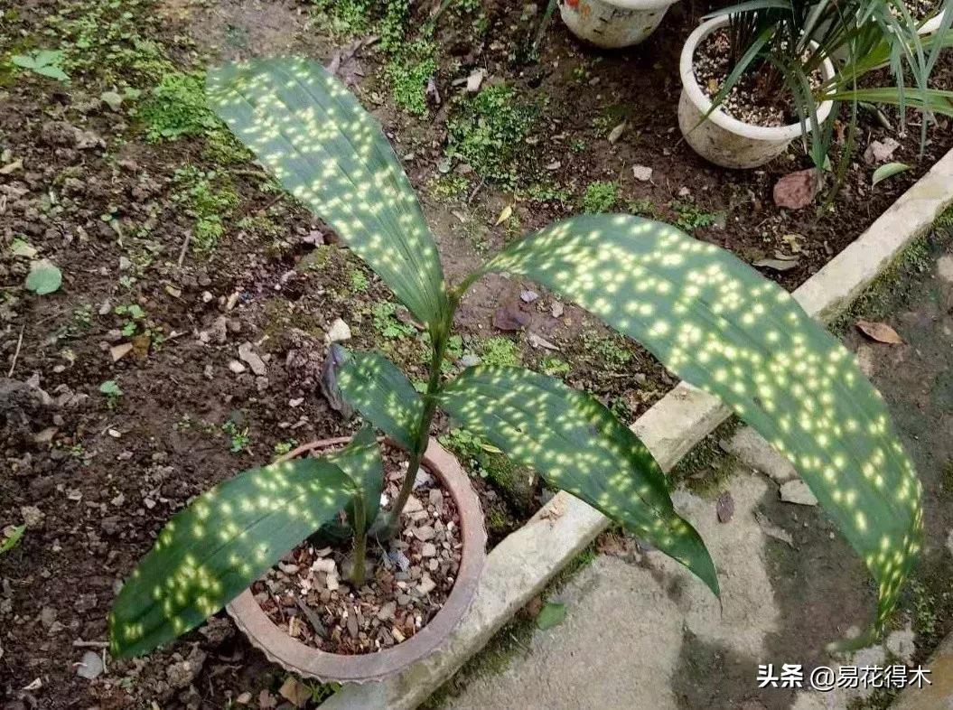 兰花推荐亭亭玉立的鹤顶兰,金斑鹤顶兰花