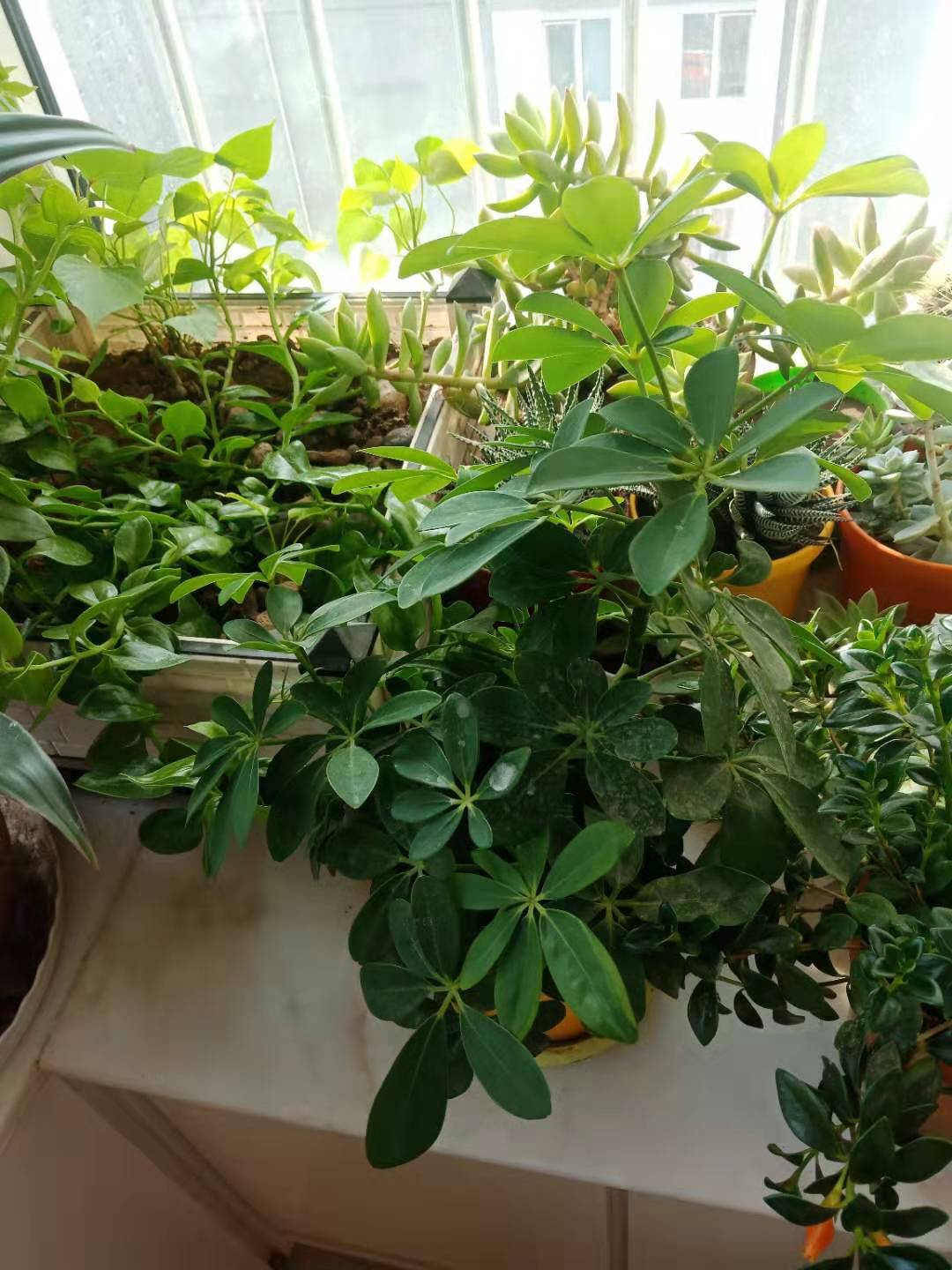 火山小视频的养号与雷区指南，短视频实战解析…