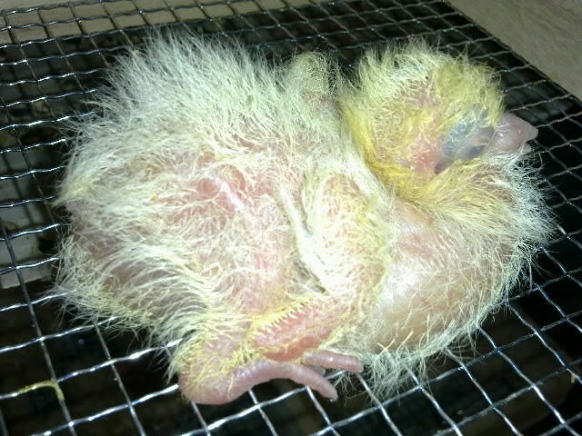 育雏肉鸽喂小鸭饲料可以么,肉鸽的人工孵化