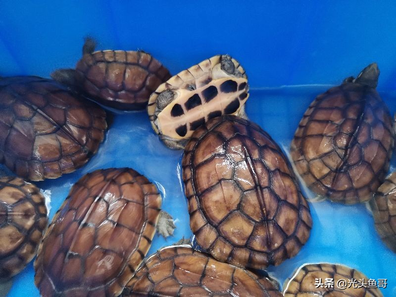 石金钱龟为啥突然不值钱,石金钱龟是哪年崩盘的
