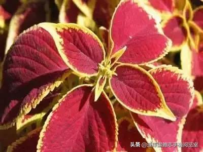 各种花的花语文案,花的花语100种