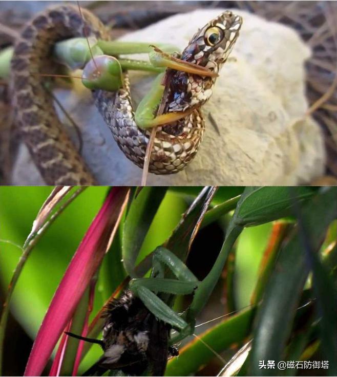 这个杀手不太冷里的leon,这个杀手不太冷里面的人