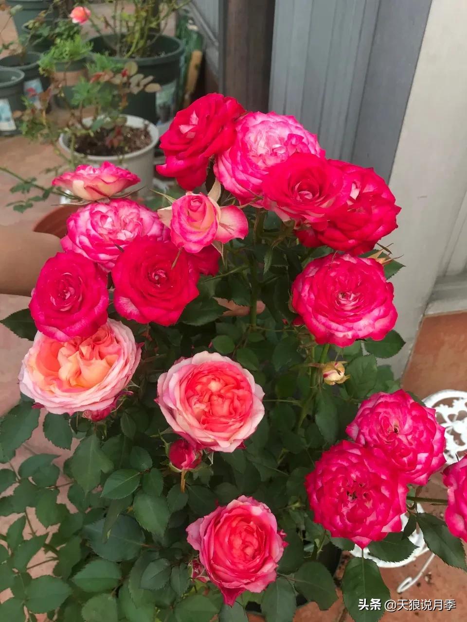 月季春季第一波花要不要剪,月季春季第一波花开后嫁接