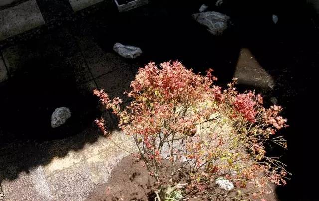 枯山水庭院景观制作过程,庭院枯山水施工做法