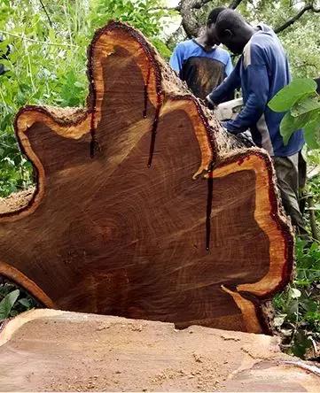 国标红木刺猬紫檀什么意思,刺猬紫檀国标与非国标区别