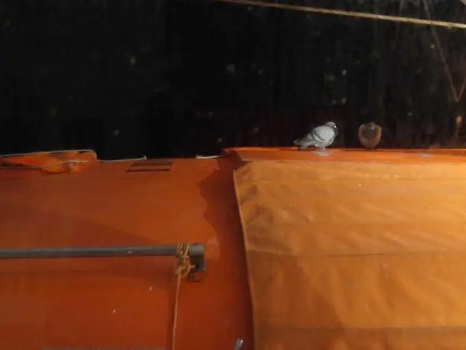 邮轮上班对身体有什么影响,在邮轮上班有危险吗