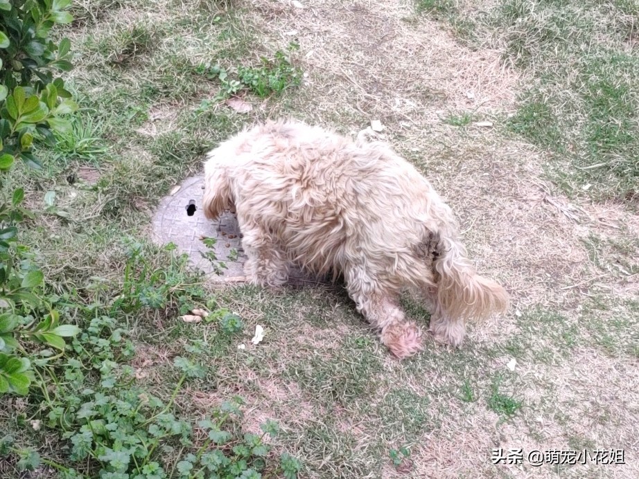 狗狗被撞断腿被扔垃圾桶,宠物狗未拴绳被撞主人哭晕过去