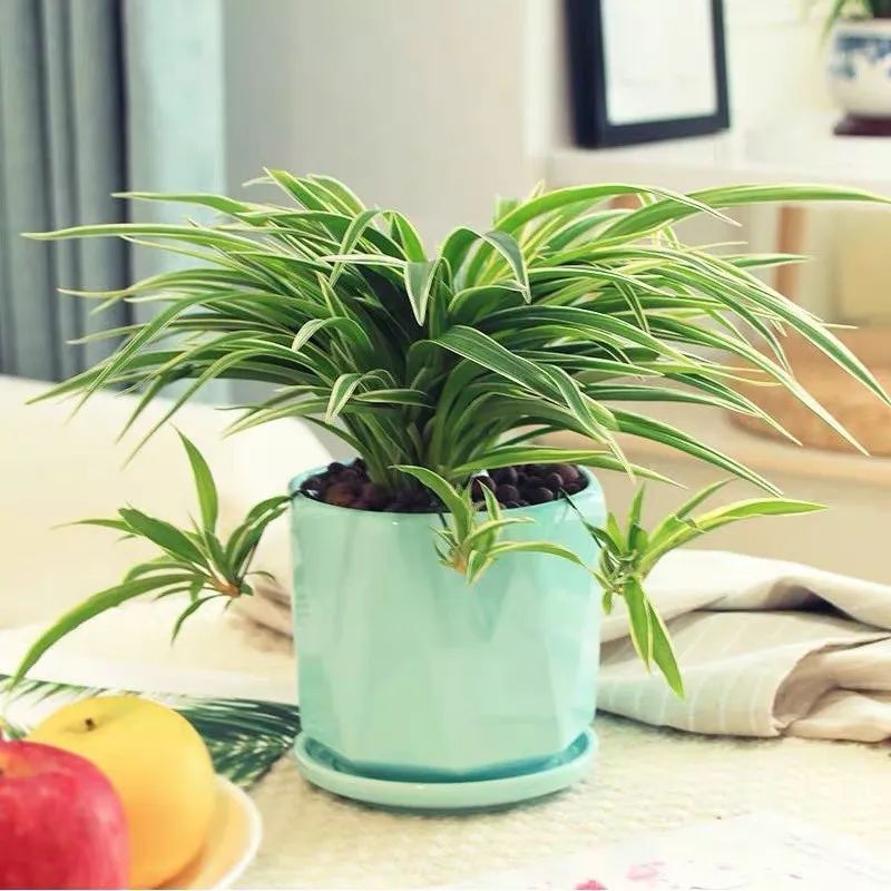 养花公认最美4种花满屋飘香,公认最好养的五种花