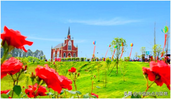 都江堰第三届菊花展,都江堰月季展览会