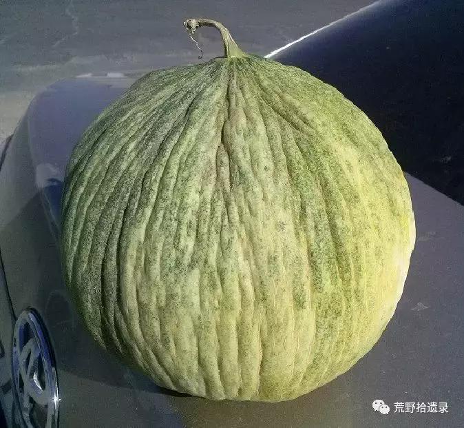 四川适合种植哈密瓜甜瓜品种,甜瓜种植技术新疆哈密瓜