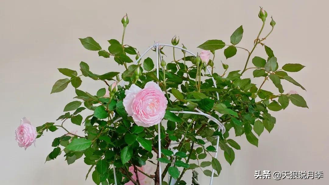 月季春季第一波花要不要剪,月季春季第一波花开后嫁接