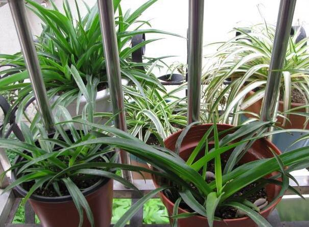 怎么把金边吊兰养得又矮又壮,金边吊兰爆盆了怎么养护