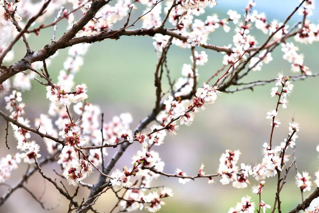 走马春季追花线|春漫*疆新**，牧笛声声中的杏花村
