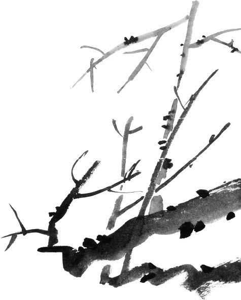 零基础梅花花朵入门画法,零基础学国画梅花入门步骤