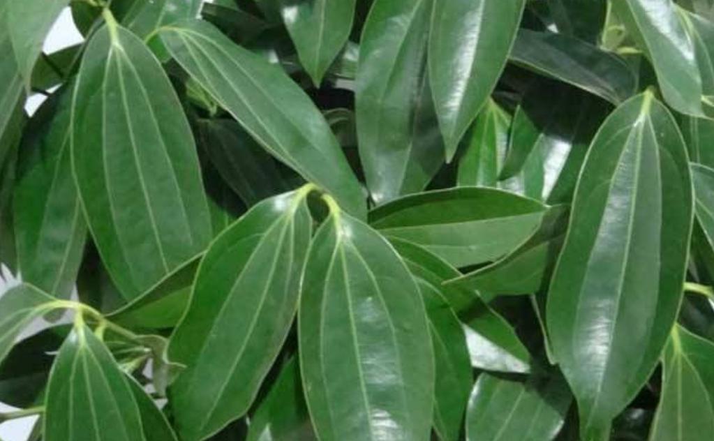 绿植黄叶应该施什么肥,植物黄叶用什么改变