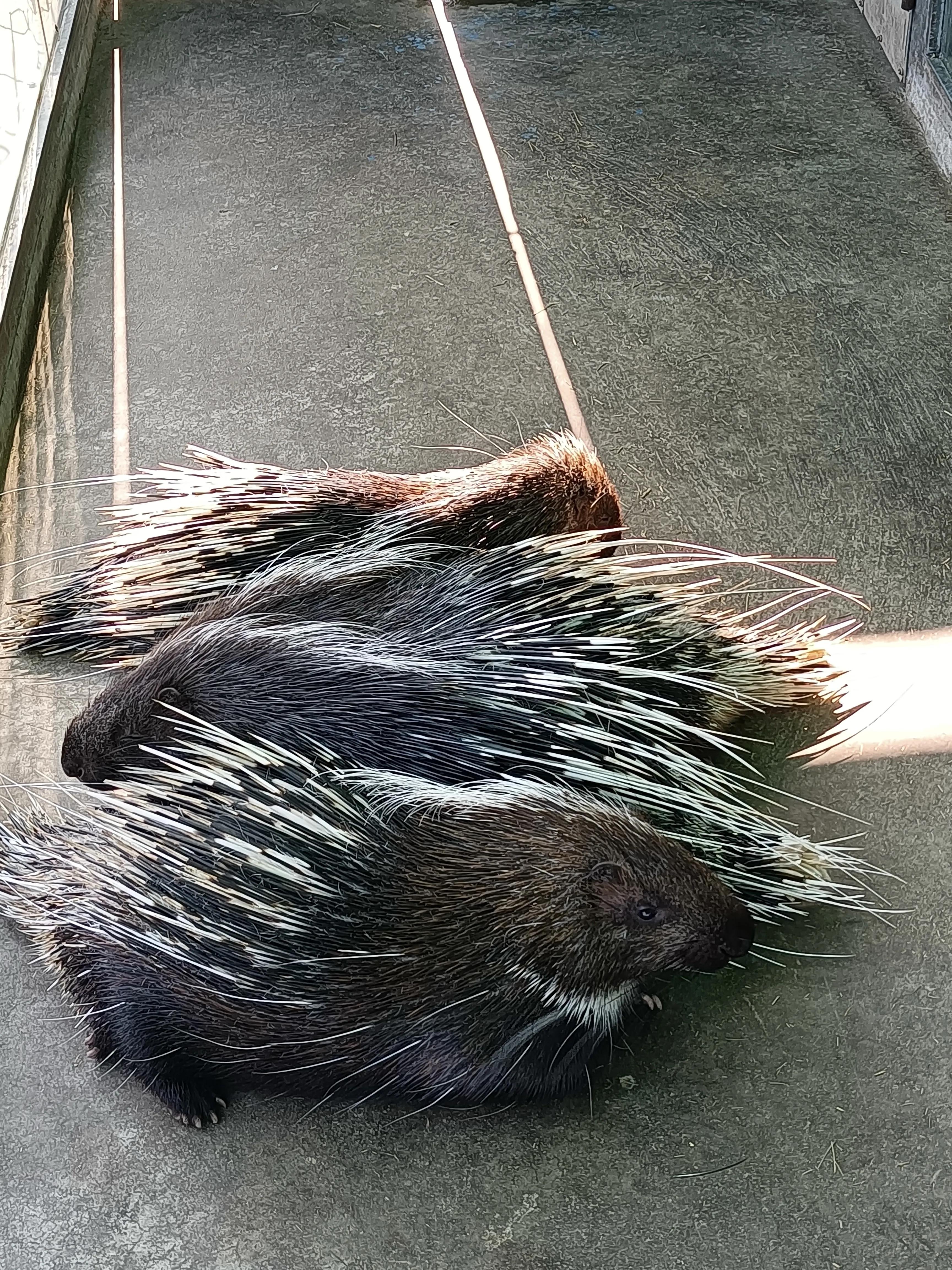 上方山森林公园作文,上方山森林公园动物世界