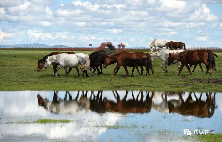 夏天的草原玛曲,夏天的玛曲草原