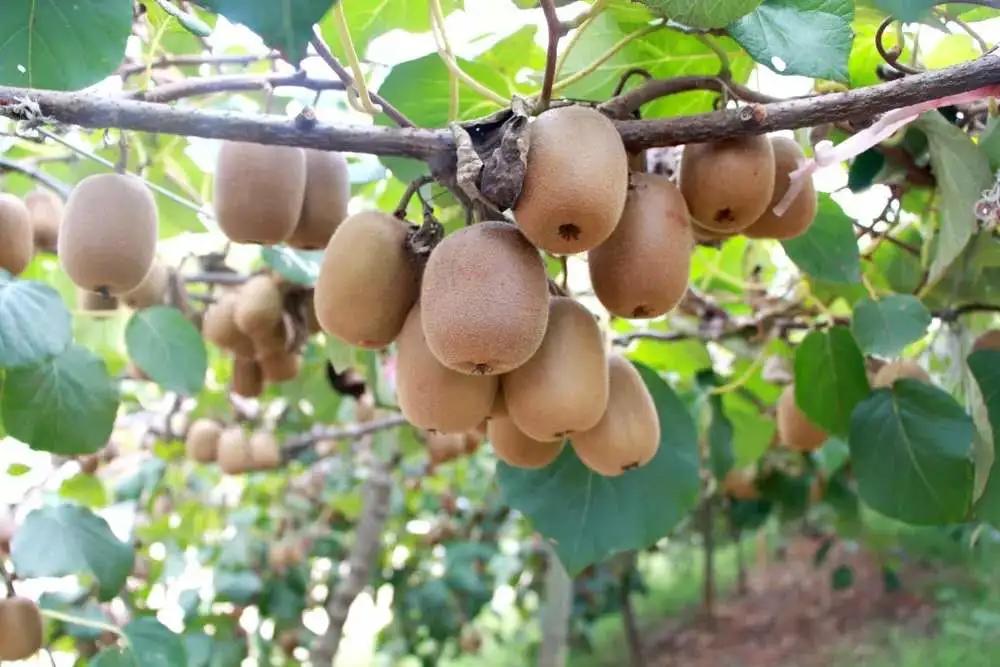 江西十大名水果,江西的十大水果