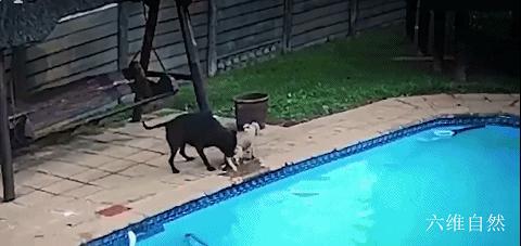 一只博美掉入泳池,一只狗掉进泳池