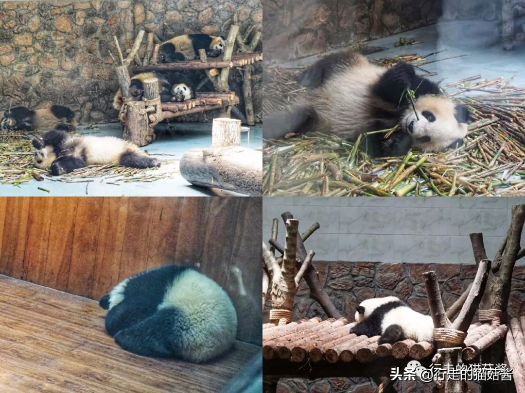 成都，为了吃值得专程来一趟，6处必打卡景点+当地人都爱的美食