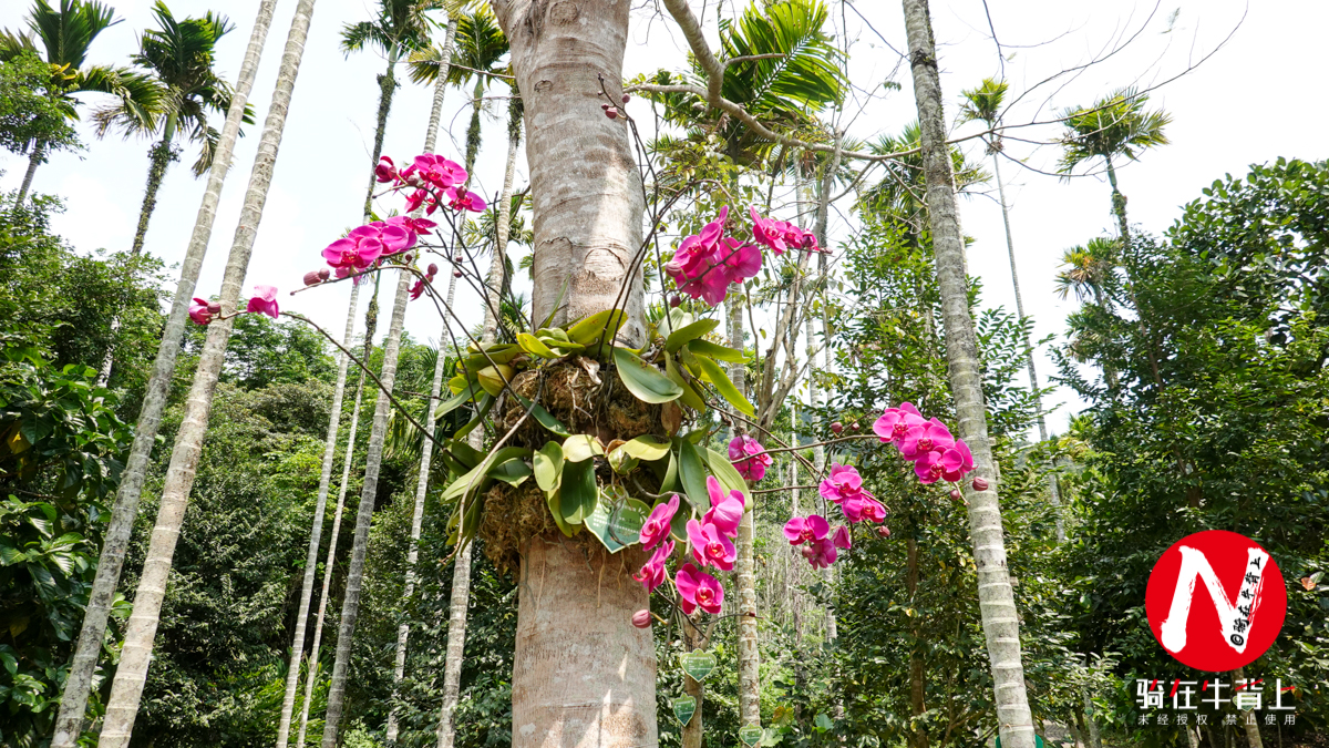 三亚呀诺达热带雨林文化区简介,三亚呀诺达热带雨林开业了吗