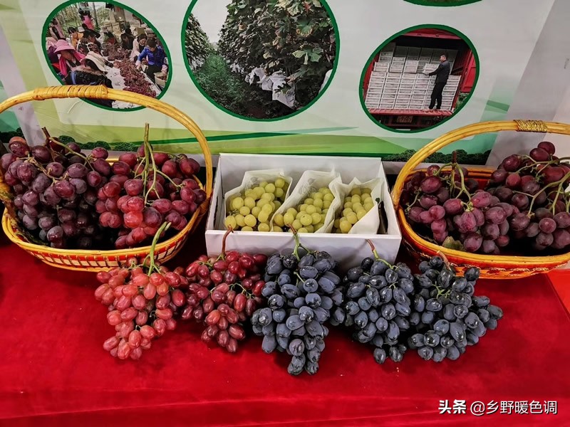 创业种葡萄一亩成本多少,农业种植致富项目葡萄