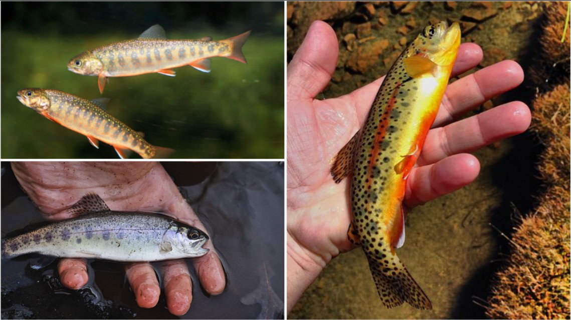 网箱养鱼的发展对策,网箱养鱼前景