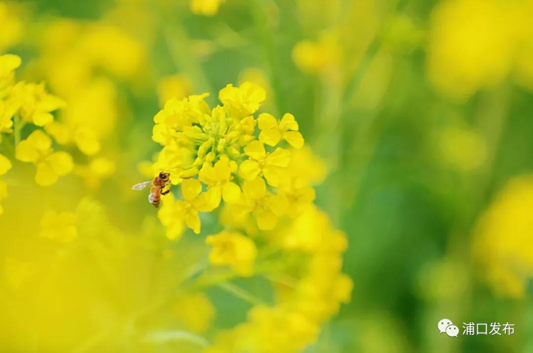 浦口花,南京看花的地方浦口
