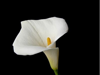 彩色马蹄莲冬季养护,水培马蹄莲的养殖方法和注意事项