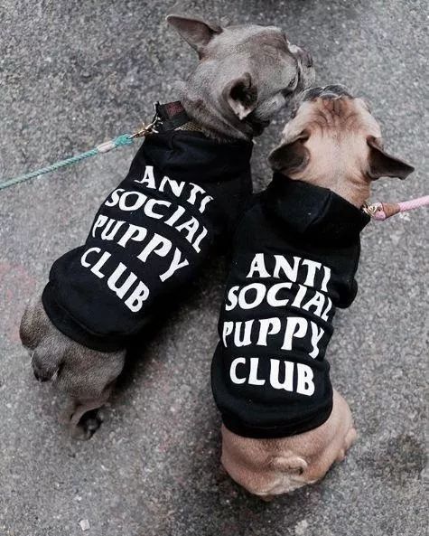 金链子狗潮牌,潮牌boy金链子