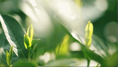 伊丽莎白雅顿身体乳绿茶500ml,伊丽莎白雅顿绿茶身体乳和润体霜