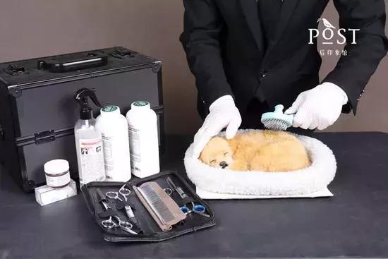 怎么能从宠物去世的悲伤中走出来,如果有一天宠物离开了该怎么办