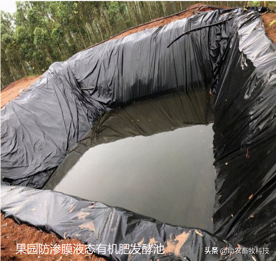 鸡粪有机肥除臭最有效的方法,鸡粪怎么发酵做养花肥料