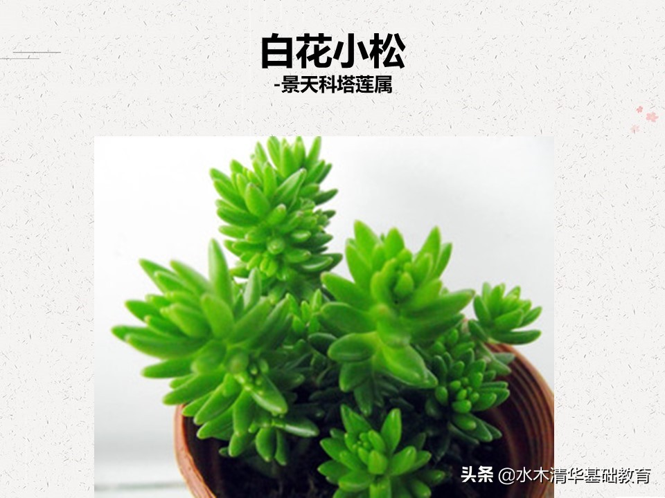 梦幻女王多肉植物百科图谱,原产地多肉植物图谱pdf