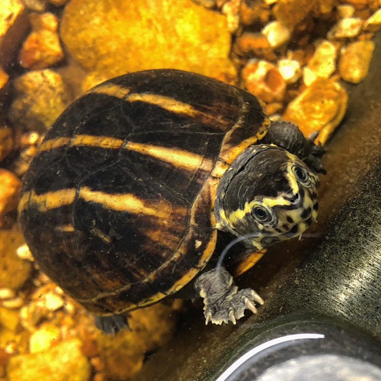 乌龟腐皮病及处理方法,乌龟腐皮腐甲多久上一次药