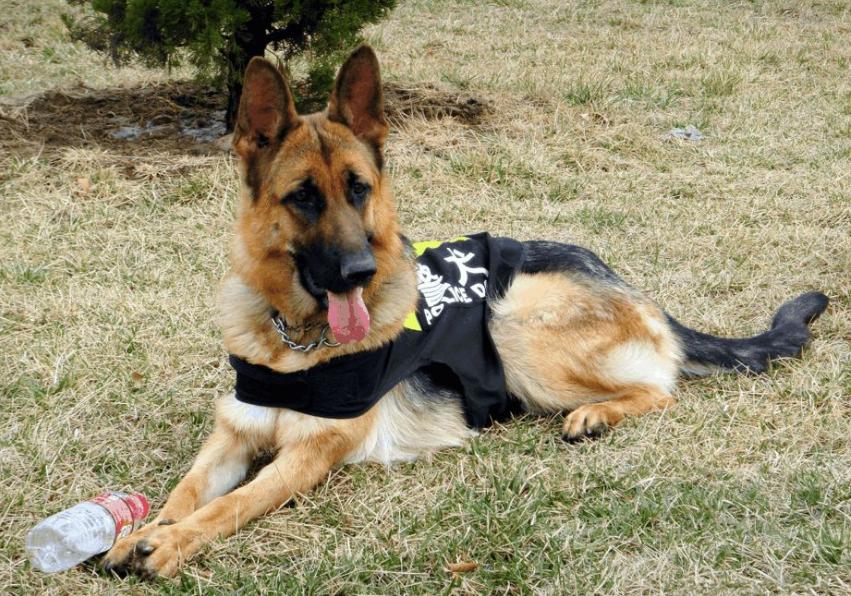 马犬与德牧哪个好饲养,马犬和德牧哪个更适合城市饲养