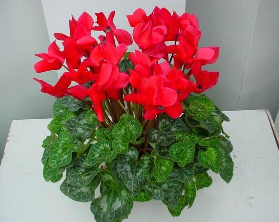 花草叶子发黄枯萎怎么办,花草的叶子发黄怎么办