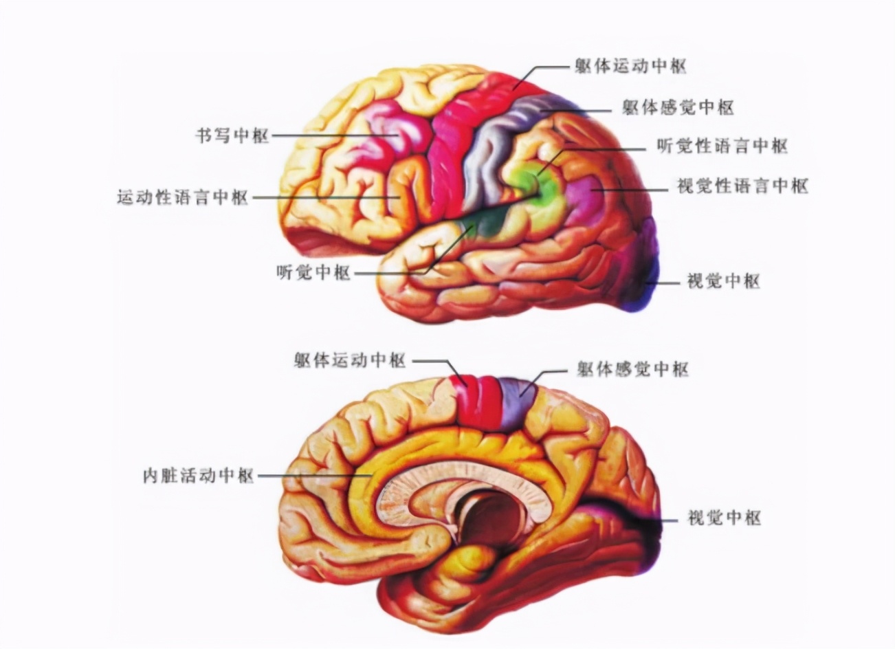 马拉多纳因心脏病去世,马拉多纳突发心脏病