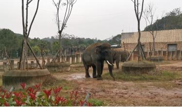 长沙动物园大象踩死人事件：官方称疑似56岁雄象发情导致悲剧；动保人士呼吁取消动物表演