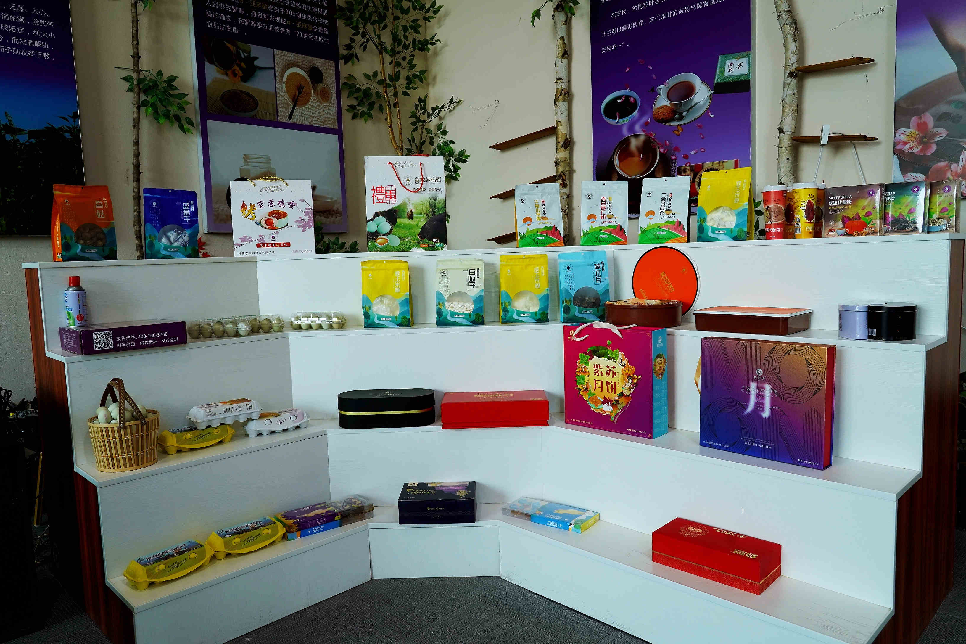 桦南紫苏种植基地在哪里,华南紫苏之乡