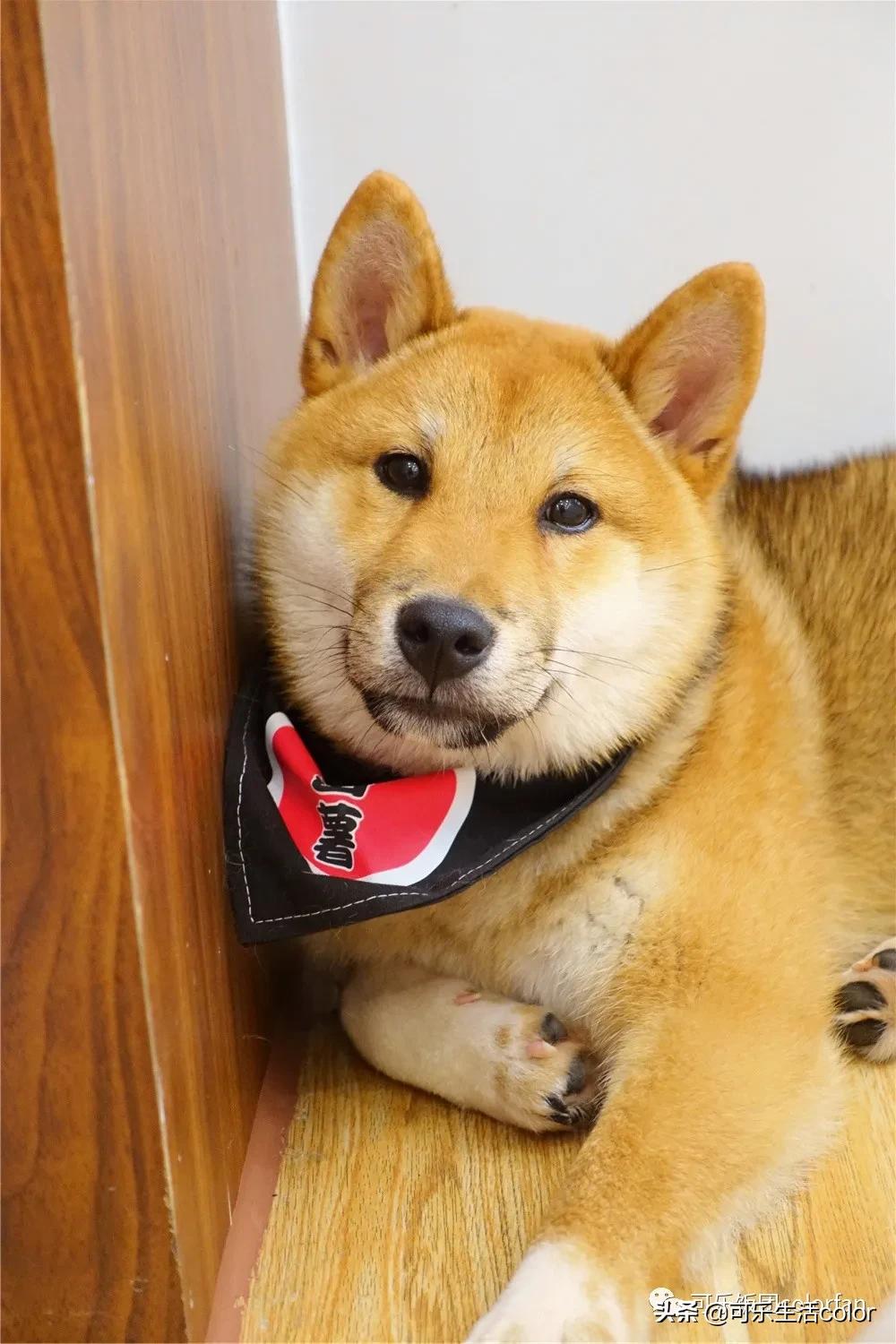 撸柴犬店广州,撸柴宠物乐园