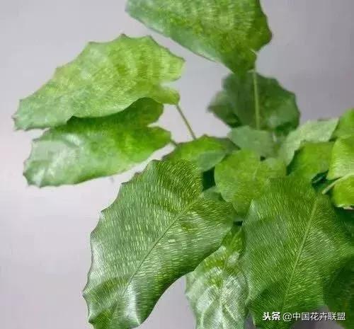 打翻了调色盘的花,打翻了调色盘的美景