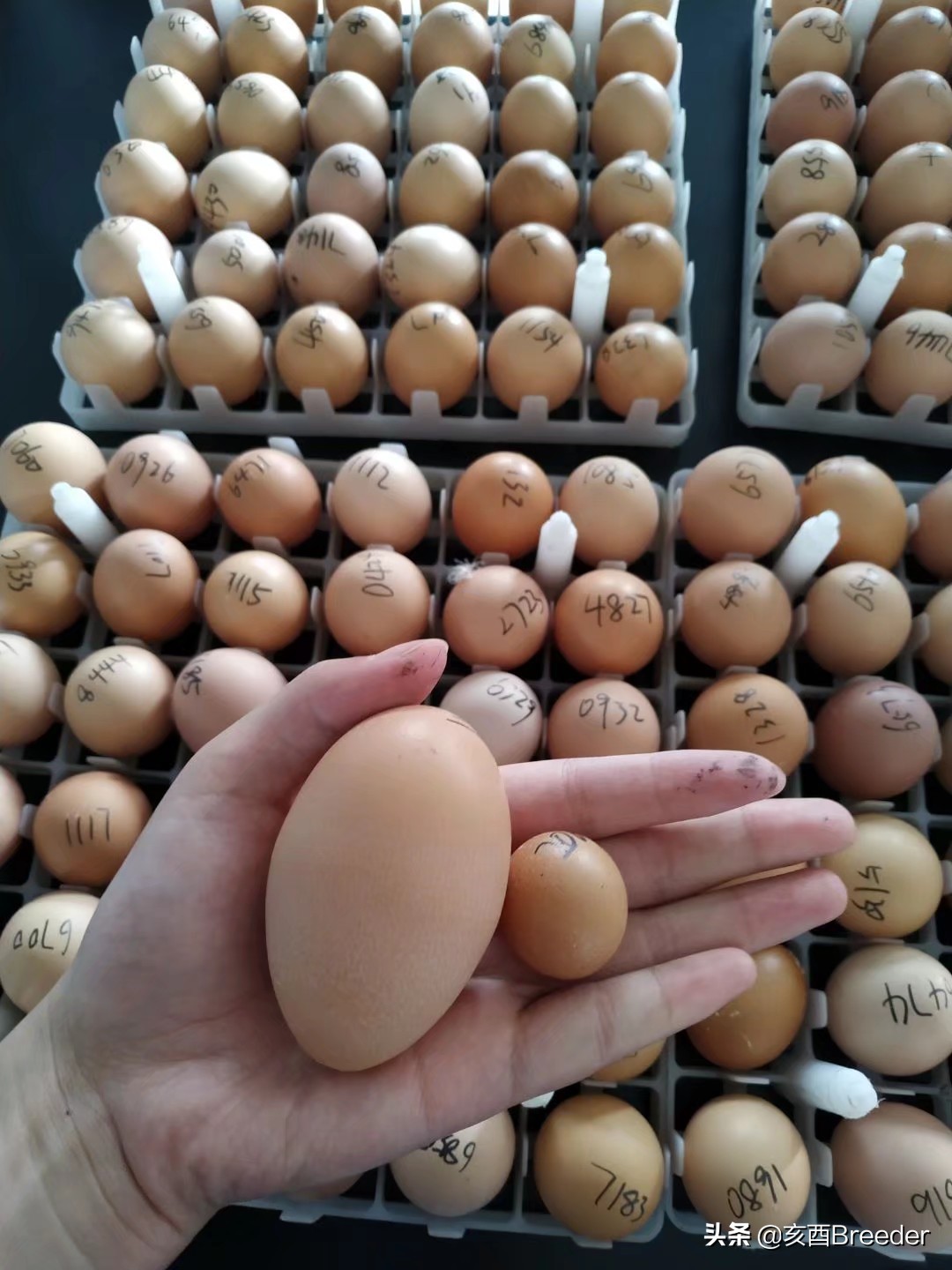 蛋鸡产蛋下降原因及补救措施,鸡产蛋综合症案例分析