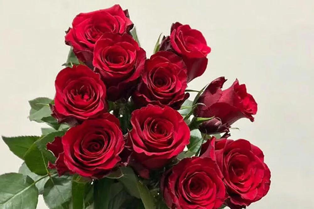 花店必备的5款玫瑰,鲜花图鉴一次性认识30种玫瑰花