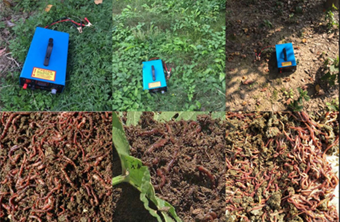 在农村电蚯蚓一天能赚多少钱,电蚯蚓一年能挣多少钱