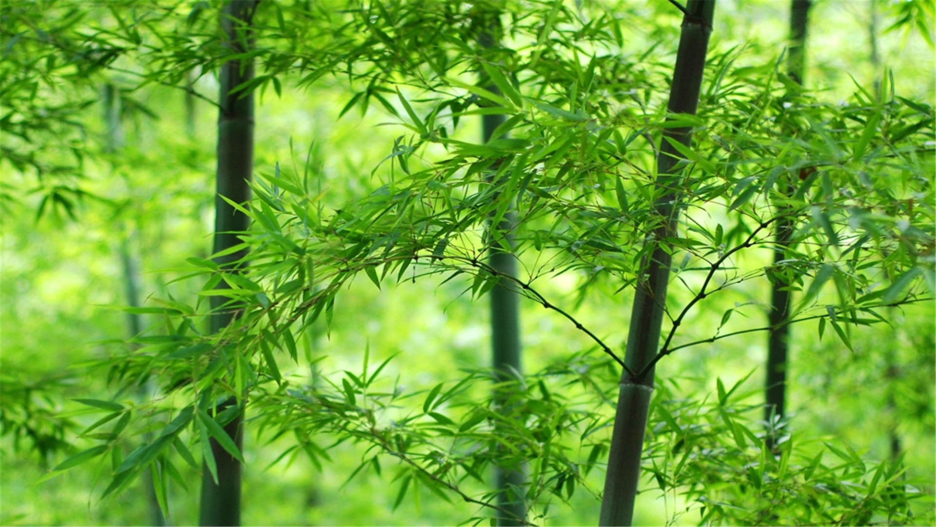 蓝色护眼壁纸唯美图片,最美的护眼桌面壁纸