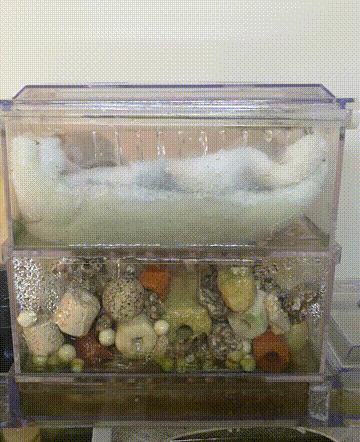 家里小金鱼怎么养才能活得长久,过年了养几条小金鱼