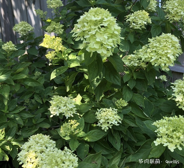 入了多肉坑又入了养鱼坑,多肉补光灯出坑