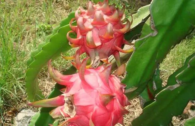 火龙果用什么肥料才能高产,火龙果树怎么种植才能高产