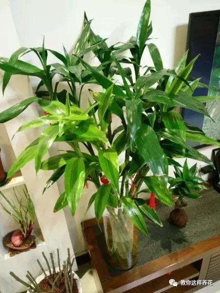 养富贵竹单数还是双数有什么讲究,富贵竹养几根有讲究吗